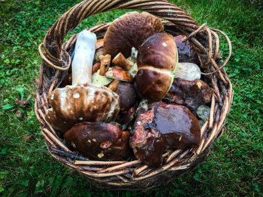 Taze mantarlar görünümü kapatın