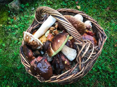 Taze mantarlar görünümü kapatın