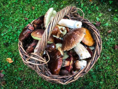 Taze mantarlar görünümü kapatın