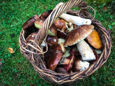 Taze mantarlar görünümü kapatın