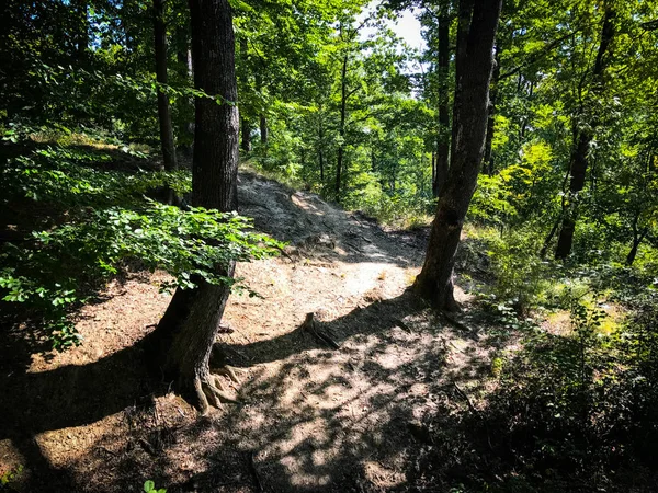 forest close up view - panoramic wallpaper