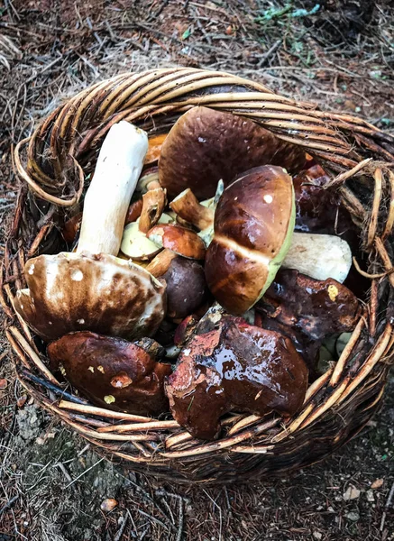 Frische Pilze Aus Nächster Nähe — Stockfoto