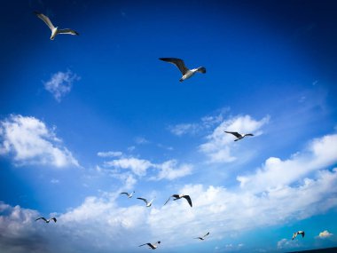 Sloven deniz kenarının panoramik görüntüsü