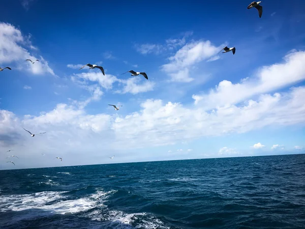 Pemandangan Panorama Dari Tepi Laut Slovenian — Stok Foto