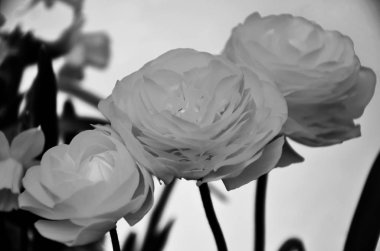 Güzel sarı ranunculus çiçekleri