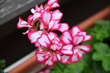Pelargonyum çiçeği yakın görünüm