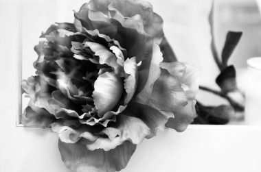 kırmızı şakayık yakın plan görünümü