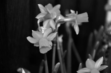 Doğal sarı kardamlaları. Yaklaş.