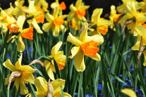 Природні Жовті Проліски Квітка Крупним Планом — стокове фото