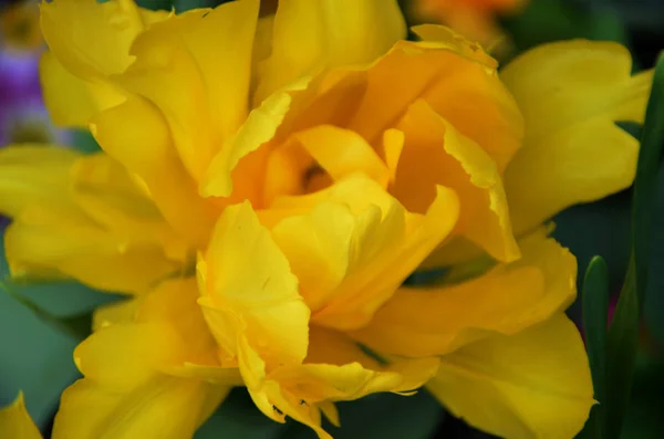 Natürliche Gelbe Tulpen Nahsicht — Stockfoto