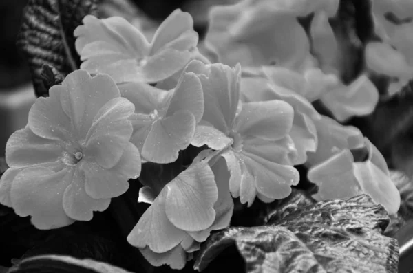 Flor Pelargonio Vista Cerca —  Fotos de Stock