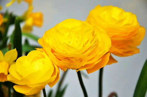 Bellissimi Fiori Ranuncolo Giallo — Foto Stock