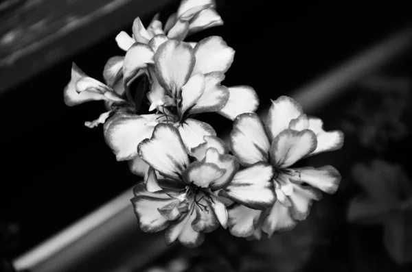 Цветок Пеларгонии Крупным Планом — стоковое фото
