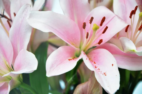 Pink Lily Close View — стоковое фото