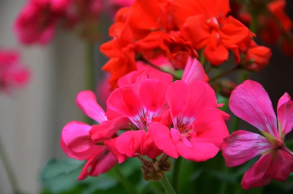 Flor Pelargonio Vista Cerca —  Fotos de Stock