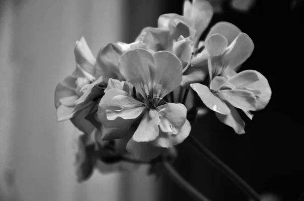 Pelargonium Λουλούδι Από Κοντά — Φωτογραφία Αρχείου