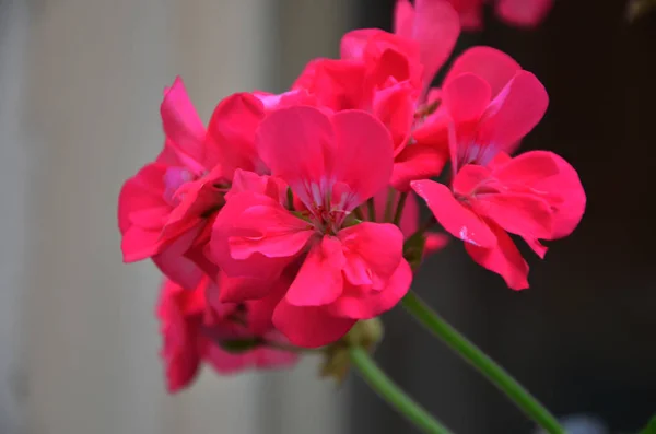 Flor Pelargonium Vista Perto — Fotografia de Stock