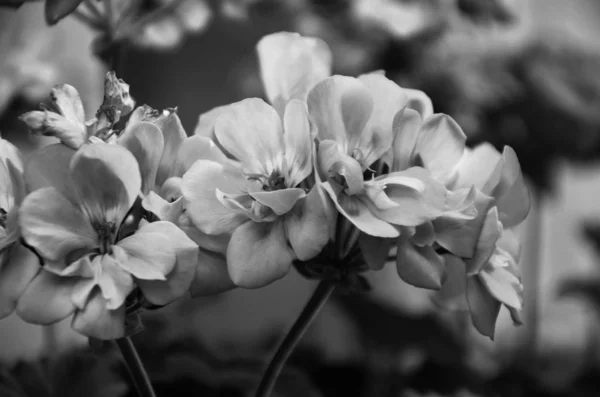 Pelargonium Blomma Närbild — Stockfoto