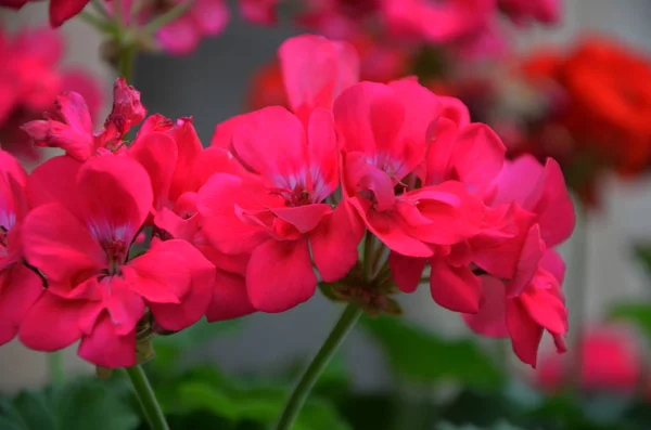 Pelargonia Kwiat Bliska Widok — Zdjęcie stockowe