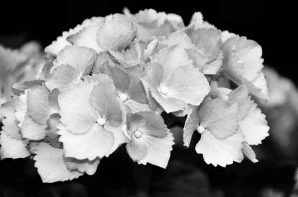 Ορτανσία Λουλούδι Close View — Φωτογραφία Αρχείου