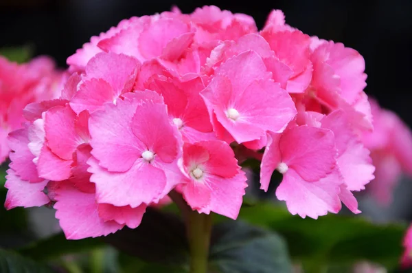 Hortensia Bloem Van Dichtbij Bekijken — Stockfoto