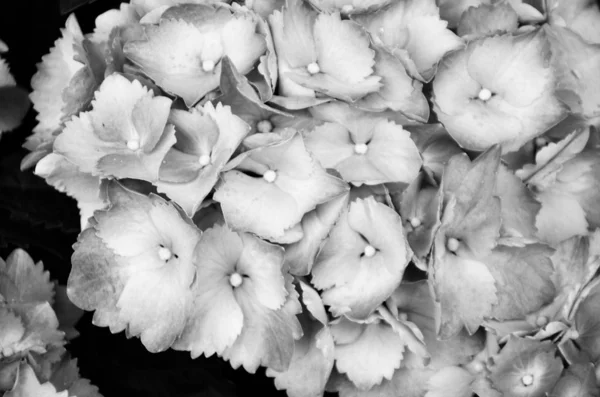 Hortensias Flor Vista Cerca —  Fotos de Stock