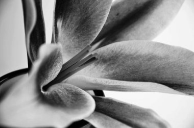 Doğal zambak çiçeği, yakından bak.