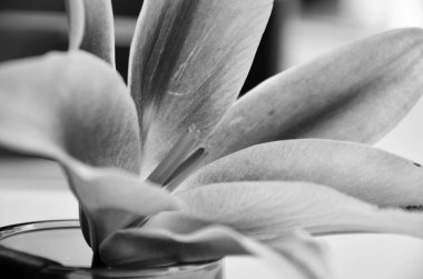 Doğal zambak çiçeği, yakından bak.