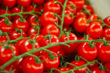 Taze sebzeler - taze domatesler yakın görüş