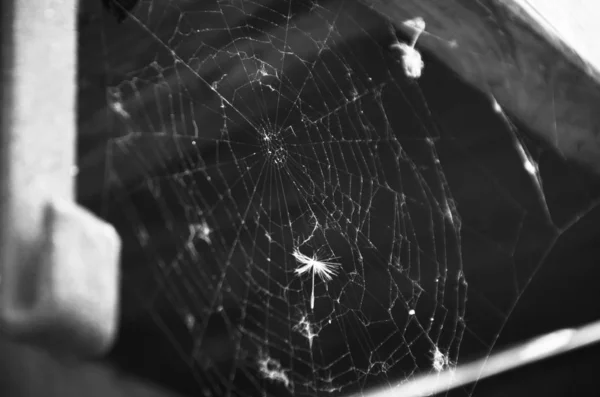 Pavoučí Krajka Zavřít Pohled — Stock fotografie