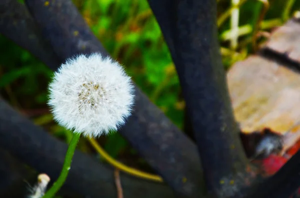 dried dandelion plant close up view