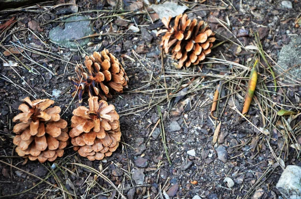 Pinecone Fresco Vista Perto — Fotografia de Stock