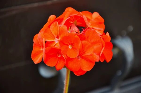 Flor Pelargonio Vista Cerca —  Fotos de Stock