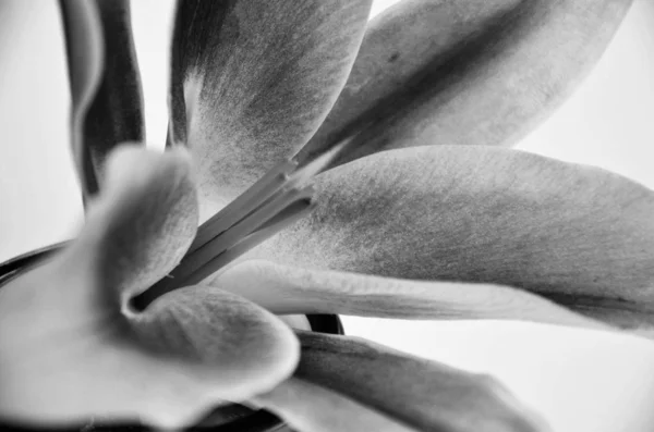 Φυσικό Λουλούδι Κρίνο Από Κοντά Θέα — Φωτογραφία Αρχείου