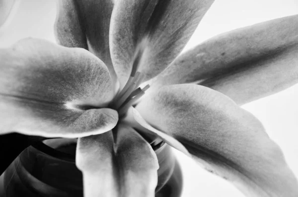 Naturlig Lilja Blomma Närbild — Stockfoto