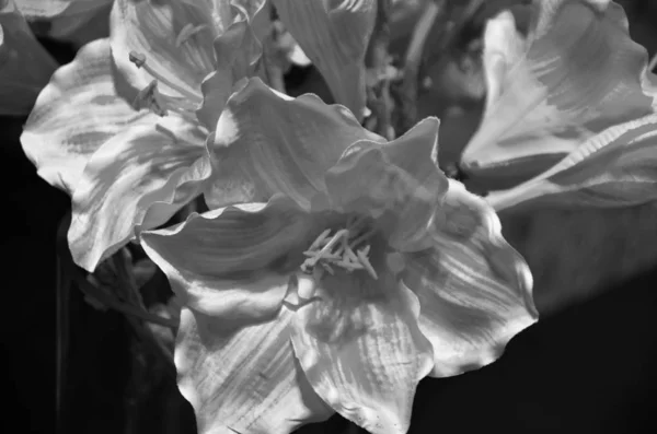Natürliche Lilie Blume Nahaufnahme — Stockfoto