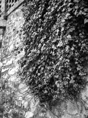 Doğal bitkiler manzarayı kapatır