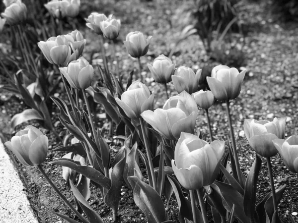Přírodní Tulipány Rezervace Zavřít — Stock fotografie