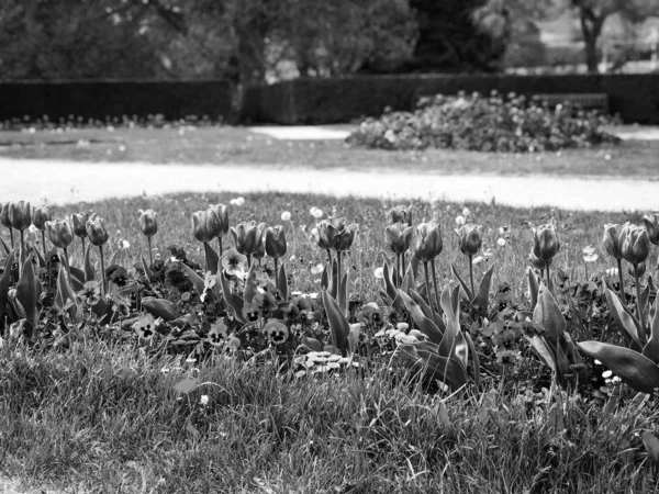 Tulipas Naturais Reserva Close — Fotografia de Stock