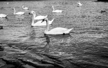 Vltava nehrinin manzarasını kapat 