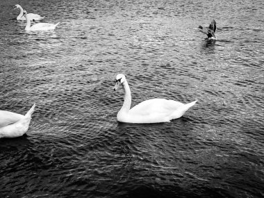 Vltava nehrinin manzarasını kapat 