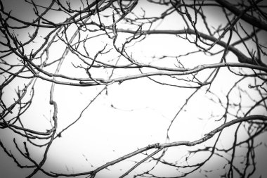 Ağaçlar Napoli sokaklarının manzarasını kapatır