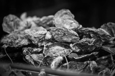 Taze istiridyeler yakın görünüm