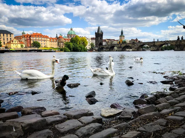 Närbild Floden Vltava — Stockfoto