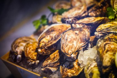 Taze istiridyeler yakın görünüm