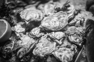 Taze istiridyeler yakın görünüm