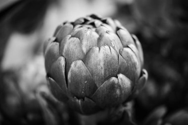 taze enginar yakın görüntüsü