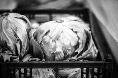 Taze marul. Yakından bak.