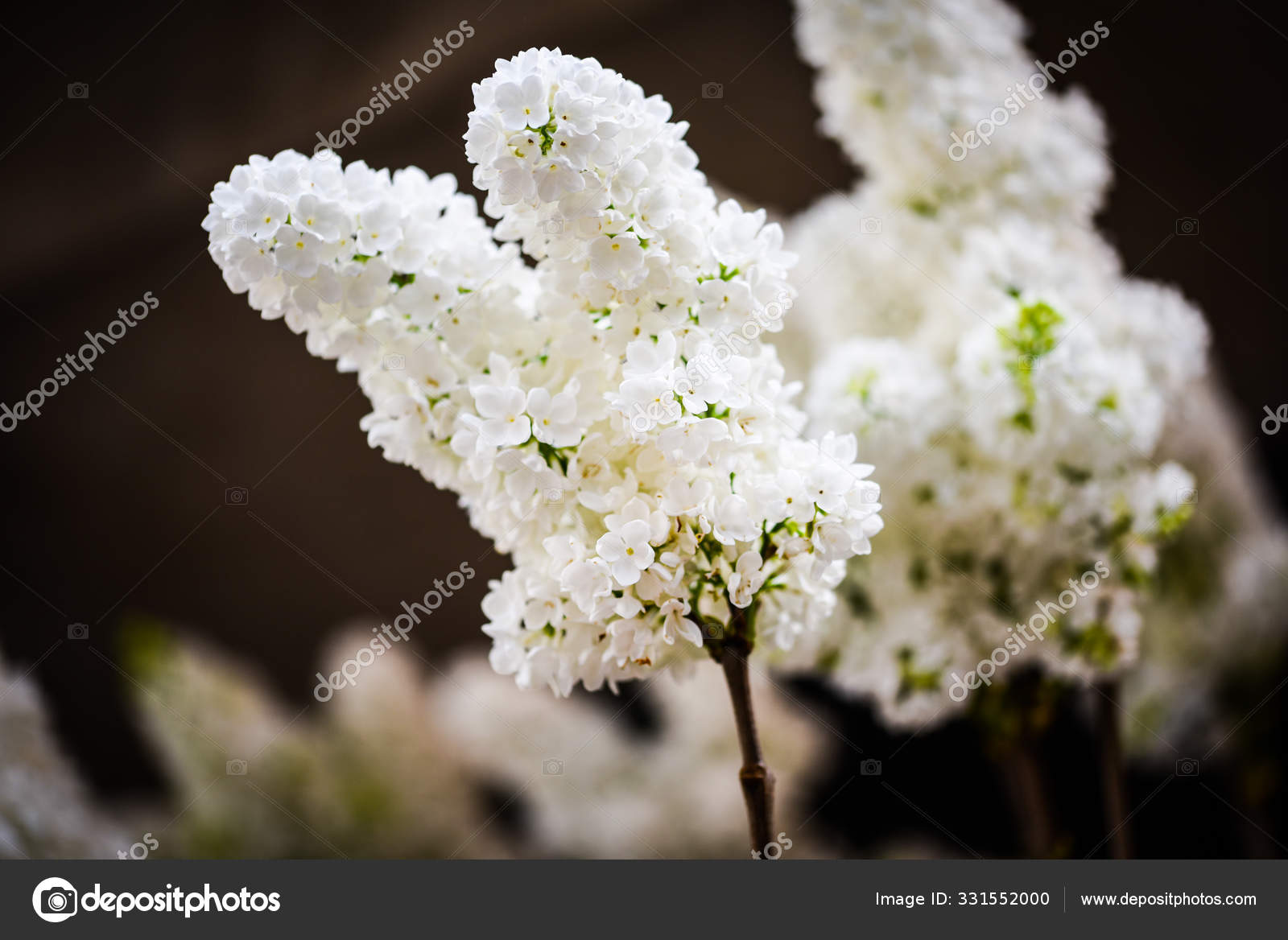 Primer Plano Las Flores Lilas: fotografía de stock © Anaisia29 #331552000 |  Depositphotos
