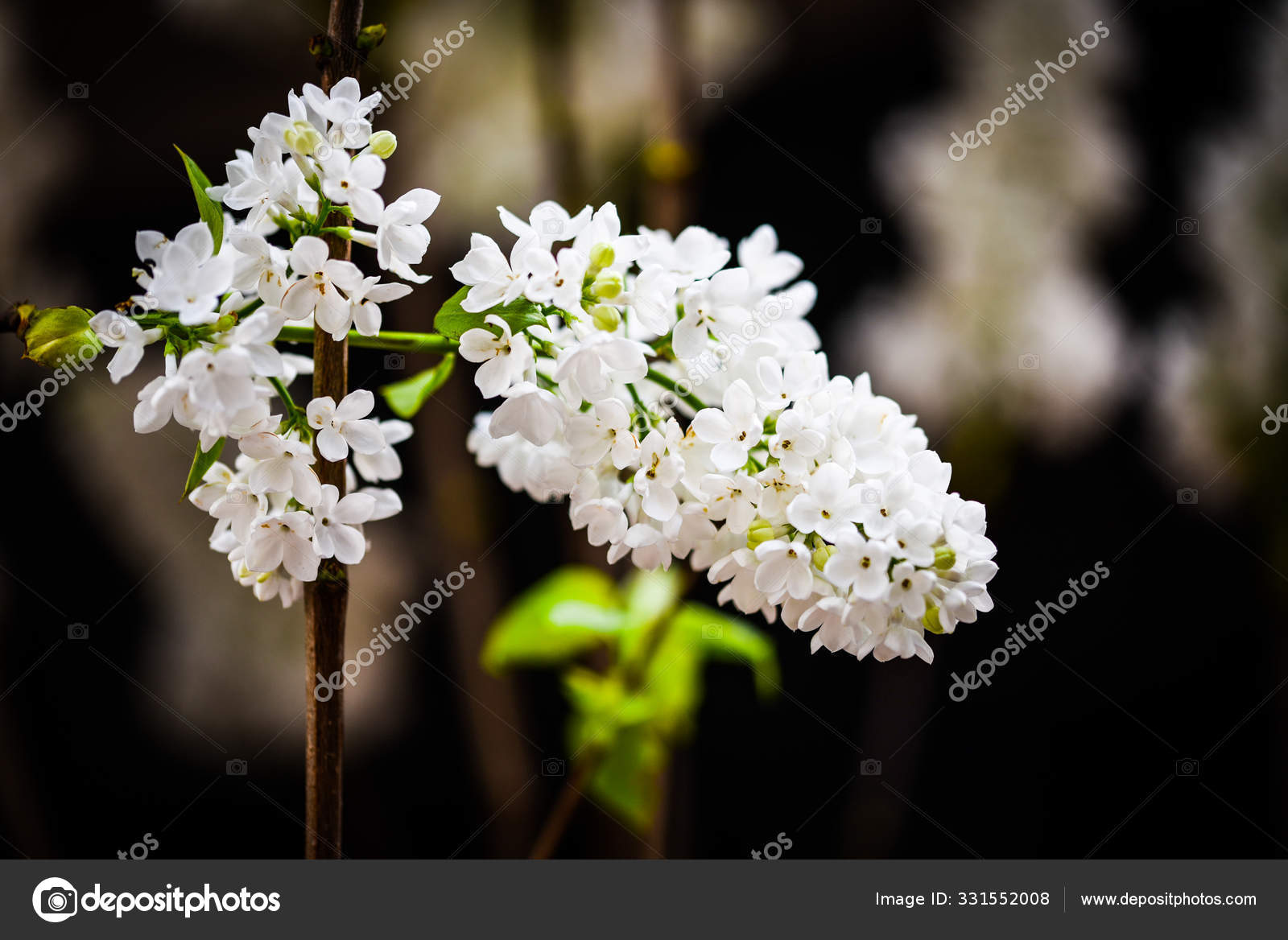 Primer Plano Las Flores Lilas: fotografía de stock © Anaisia29 #331552008 |  Depositphotos